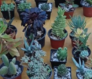 LAS PLANTAS DE CASA, GRANDES ALIADAS PARA MEJORAR EL CLIMA